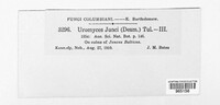 Uromyces junci image